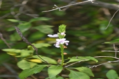 Svensonia hyderabadensis